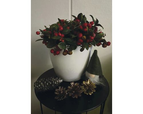 Kerstdecoratie met bessen, dennenappels en een kabouter op een tafel.