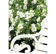 Scene met een hondsroos met witte bloemen achter een tuinbank