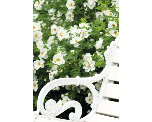 Scene met een hondsroos met witte bloemen achter een tuinbank