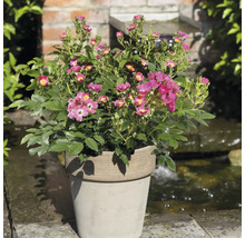 FLORASELF Struikroos Rosa Rosy Boom Mini potmaat 6,5 liter H 10-30 cm
