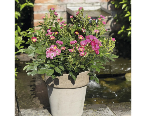 Roos in pot met roze bloemen