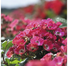 Close-up van een groep roze rozenbloemen met groene bladeren.