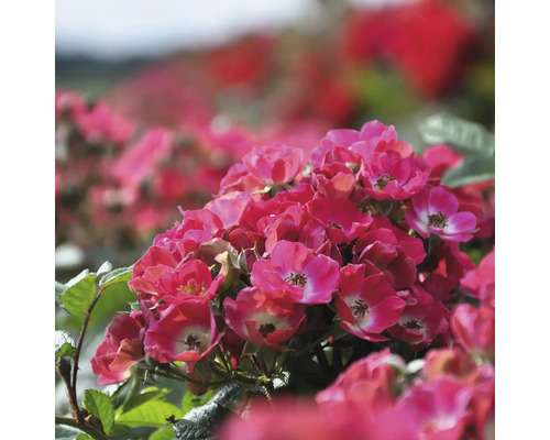 Close-up van een groep roze rozenbloemen met groene bladeren.