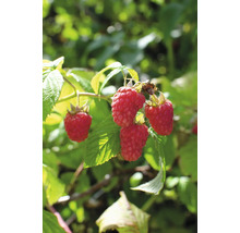 FLORASELF BIO Frambozenstuik Rubus idaeus 'Tulameen' potmaat 2 liter H 40 cm
