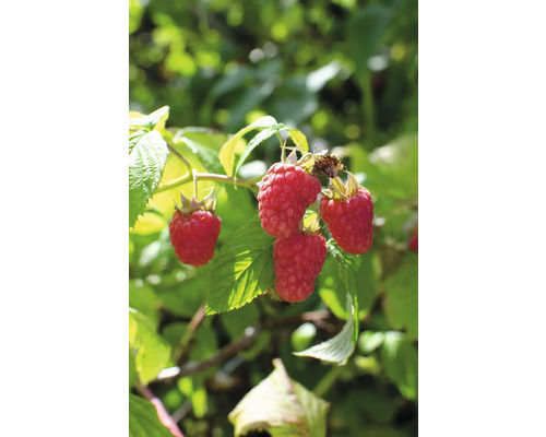 FLORASELF BIO Frambozenstuik Rubus idaeus 'Tulameen' potmaat 2 liter H 40 cm Close-up van frambozen aan een frambozenstruik