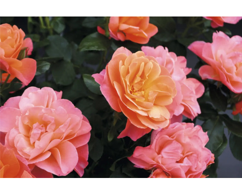 Close-up van abrikooskleurige rozenbloemen