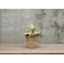 Aglaonema kamerplant in gevlochten mand