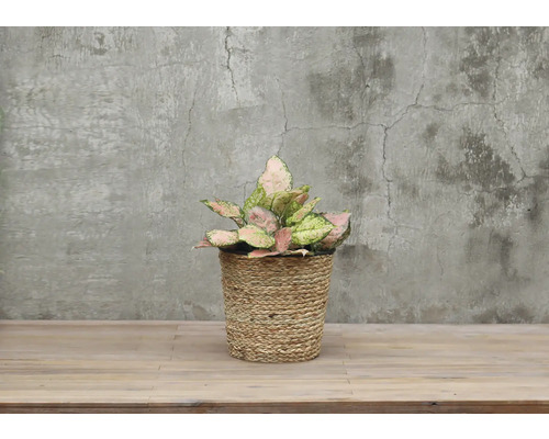 Aglaonema kamerplant in gevlochten mand