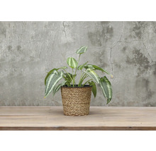 Kunstplant in gevlochten pot voor decoratie