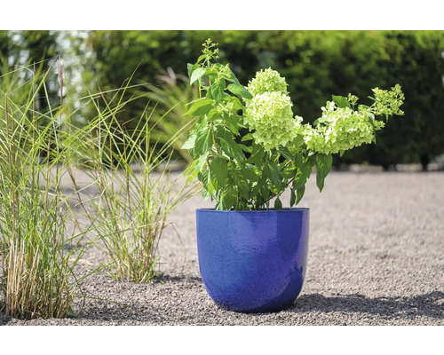 Hortensia in een blauwe plantenbak in de tuin