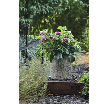Helleborus in pot op een tuintrap