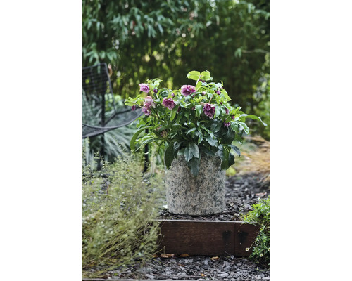 Helleborus in pot op een tuintrap