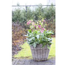 Bloempot met kerstrozen in de tuin