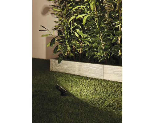 Tuin met gazon, planten en een grondspot