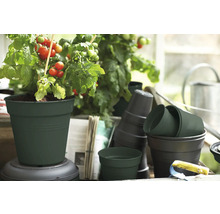 Tomatenplant in plantenpot met andere plantenpotten