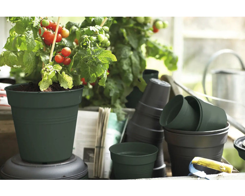 Tomatenplant in plantenpot met andere plantenpotten