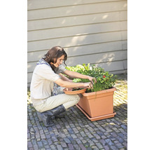 Vrouw oogst groenten uit een rechthoekige plantenbak met schotel