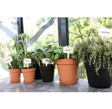 Kweekpotten met kruiden en groenteplanten, gelabeld met bieslook, tomaat, kool, basilicum en rozemarijn.