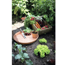 Moestuin met oogstkist, plantenschaal, schep, plant en sla