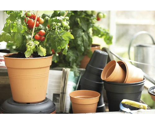 Tomatenplant in een kunststof bloempot samen met andere bloempotten.