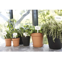 Diverse kruiden en groenteplanten in potten met labels.