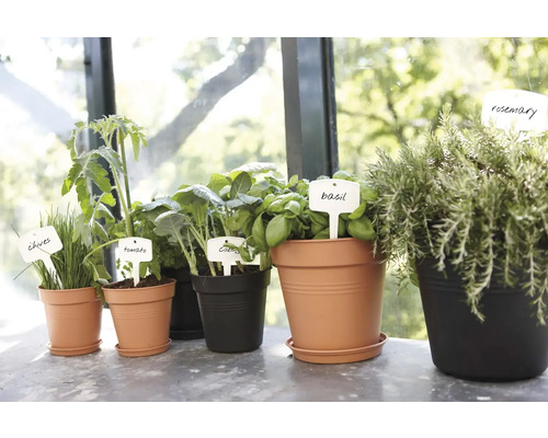 Diverse kruiden en groenteplanten in potten met labels.