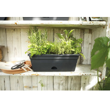 Zwarte plantenbak met kruiden op een plank