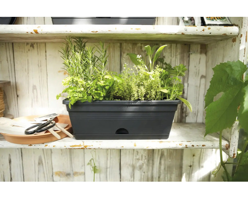 Zwarte plantenbak met kruiden op een plank