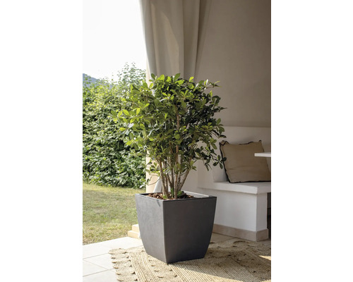 Schefflera Arboricola kamerplant in pot voor binnen
