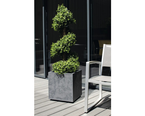 Spiraalvormige buxus in grijze plantenbak naast een stoel