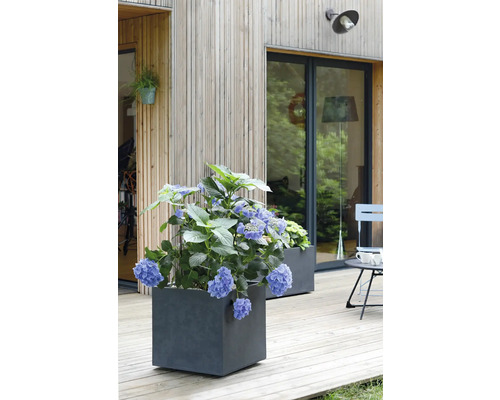 Scene met hortensia''s in vierkante plantenbakken op een houten terras voor een huis met een houten gevel.