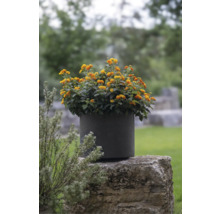 Geel-oranje dwergstruik bloemen in een ronde plantenbak