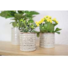Drie planten in potten met textuur