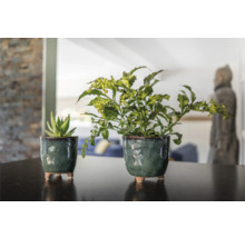 Twee potplanten op een tafel, een vetplant en een groene plant.