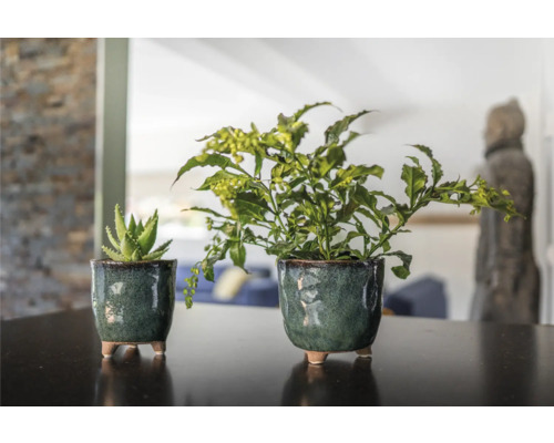 Twee potplanten op een tafel, een vetplant en een groene plant.