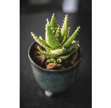 Aloë Vera plant in een pot