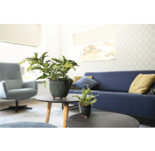 Woonkamer met kamerplanten op ronde tafels, bank en fauteuil