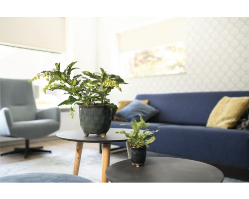 Woonkamer met kamerplanten op ronde tafels, bank en fauteuil