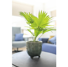 Chinese waaierpalm in pot op een tafel