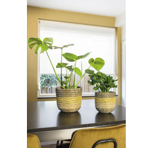 Twee kamerplanten in gevlochten potten op een tafel
