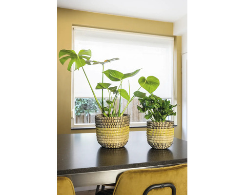 Twee kamerplanten in gevlochten potten op een tafel