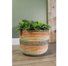 Gevlochten plantenmand met plant