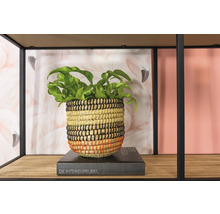 Decoratieve plank met plant in mand op een boek