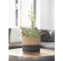 Guzmania plant in een mand op een tafel