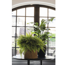 Twee planten, waarvan een varen in een mand, staan op een tafel voor een raam.
