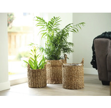 Decoratieve kamerplanten in gevlochten plantenbakken met handgrepen.