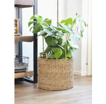 Monstera kamerplant in een mand