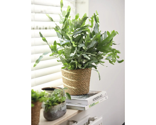 Groene zwaardvaren in gevlochten bloempot op boeken