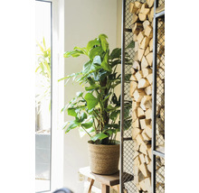 Kamer met Monstera-plant in pot en een rek met houtblokken