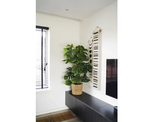 Kamerzicht met plant in pot op een kast